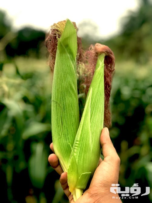 تفسير