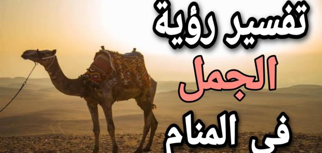 تفسير حلم ركوب الجمل للعزباء