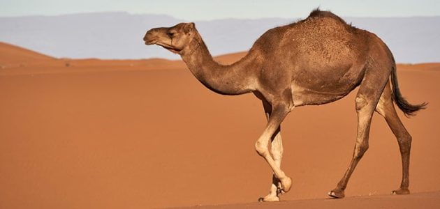 بحث عن الجمل للأطفال