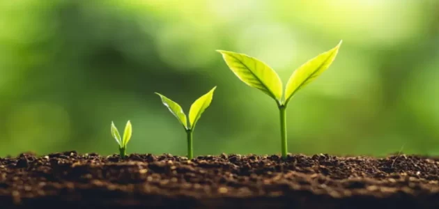 بحث عن النباتات