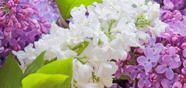 أسماء الورد في السعودية