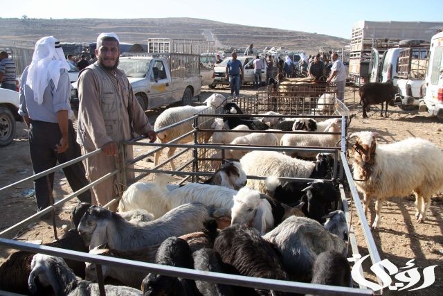 هل دعم المواشي يؤثر على حافز؟ هل دعم المواشي يؤثر على حافز؟