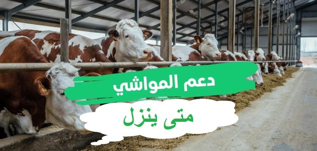 متى ينزل دعم المواشي هذا الشهر؟
