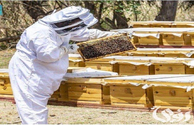 شروط دعم النحالين ريف شروط دعم النحالين ريف