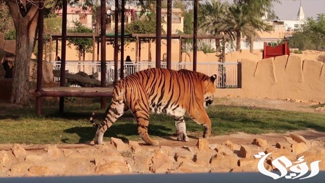رسوم دخول حديقة الحيوان بالدمام ومواعيد الدخول رسوم دخول حديقة الحيوان بالدمام ومواعيد الدخول