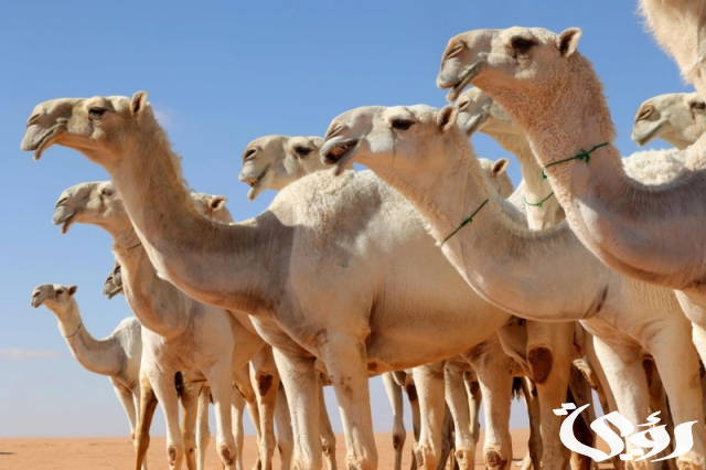 المملكة تستعرض جهودها لتطوير قطاع الإبل في إيطاليا المملكة تستعرض جهودها لتطوير قطاع الإبل في إيطاليا