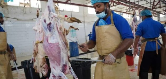 وقت قياسي وانسيابية ورقابة.. 15 ألف أضحية استقبلتها مسالخ جازان في العيد