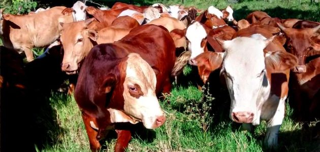 شروط دعم المواشي وخطوات التسجيل بالسعودية 1446