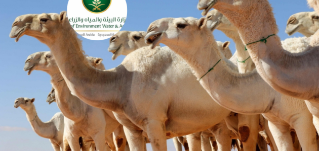 خطوات التسجيل في خدمة ترقيم الإبل في السعودية والشروط اللازمة 2025.. “وزارة البيئة والمياه والزراعة” توضح